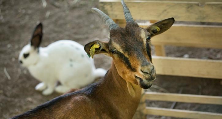 Campingplatz Frankreich les Tomasses Streichelzoo